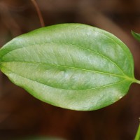 Smilax perfoliata Lour.